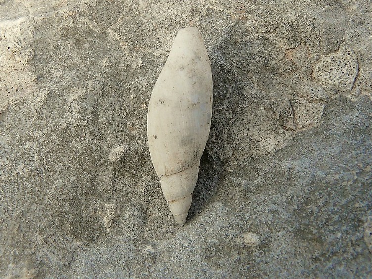 Poiretia cornea del Gargano